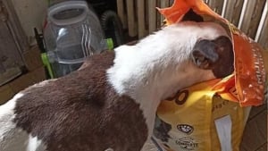 Illustration : "Lorsqu’il se jette sur un paquet de croquettes, l’enquêtrice comprend l’urgence pour ce chien gardé dehors et affamé par sa famille"