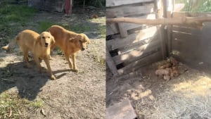 Illustration : Abandonnée dans une maison vide, une Golden Retriever conduit sa sauveuse vers un poulailler pour sauver ses 8 chiots (vidéo)