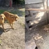 Illustration : Abandonn&eacute;e dans une maison vide, une Golden Retriever conduit sa sauveuse vers un poulailler pour sauver ses 8 chiots (vid&eacute;o)
