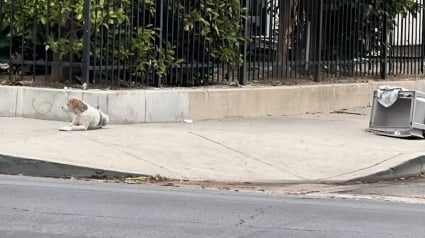 Illustration : Apr&egrave;s avoir pass&eacute; 2 mois &agrave; esp&eacute;rer le retour de ses ma&icirc;tres qui l'ont abandonn&eacute;, ce chien au c&oelig;ur bris&eacute; accepte enfin une main tendue