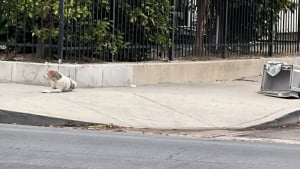 Illustration : Après avoir passé 2 mois à espérer le retour de ses maîtres qui l'ont abandonné, ce chien au cœur brisé accepte enfin une main tendue