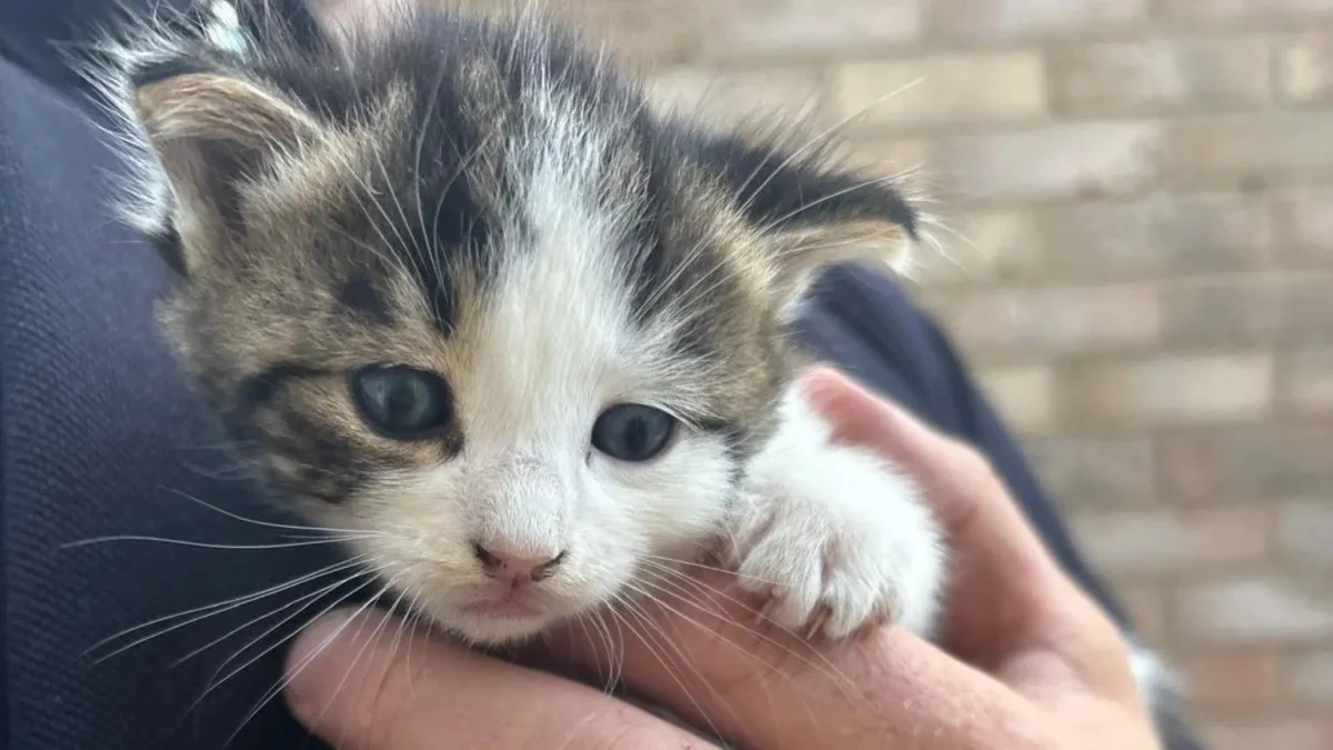 Illustration : "Des employés du service des déchets s’apprêtent à détruire un tas de bois quand des miaulements retiennent soudainement leur attention"