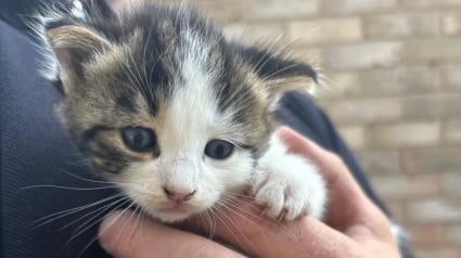 Illustration : Des employ&eacute;s du service des d&eacute;chets s&rsquo;appr&ecirc;tent &agrave; d&eacute;truire un tas de bois quand des miaulements retiennent soudainement leur attention