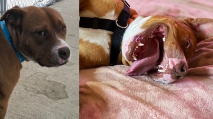 Illustration : Lors de sa "derni&egrave;re promenade", un chien promis &agrave; l'euthanasie retrouve l'espoir aupr&egrave;s d'une jeune femme qui change son destin