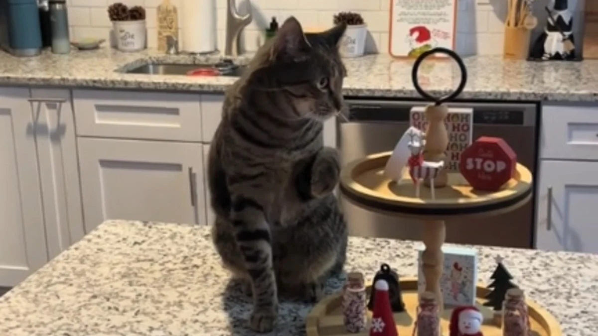 Illustration : "Prêt à tout pour attirer l’attention, un chat imite la démarche de sa soeur accidentée à la patte alors qu'il n'a aucune blessure (vidéo)"