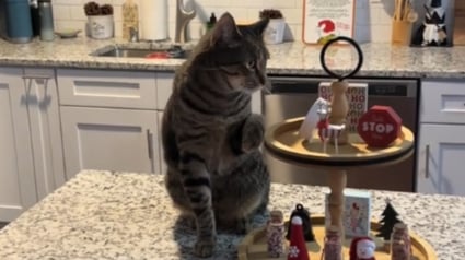 Illustration : Pr&ecirc;t &agrave; tout pour attirer l&rsquo;attention, un chat imite la d&eacute;marche de sa soeur accident&eacute;e &agrave; la patte alors qu'il n'a aucune blessure (vid&eacute;o)