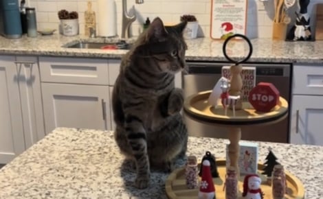 Prêt à tout pour attirer l’attention, un chat imite la démarche de sa soeur accidentée à la patte alors qu'il n'a aucune blessure (vidéo)