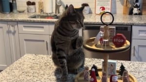 Illustration : Prêt à tout pour attirer l’attention, un chat imite la démarche de sa soeur accidentée à la patte alors qu'il n'a aucune blessure (vidéo)