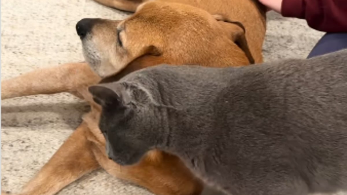 Illustration : "Attentif au bien-être de son ami chien blessé, un chat le toilette et le masse tendrement (vidéo)"