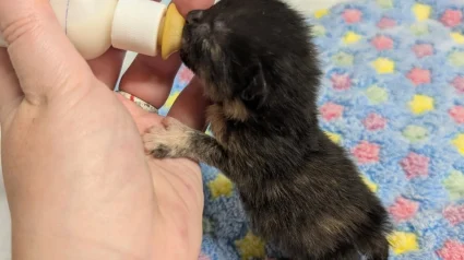 Illustration : Trouv&eacute; dans une flaque d&rsquo;eau, un chaton de quelques jours avec un c&oelig;ur de battant prend sa revanche sur la vie