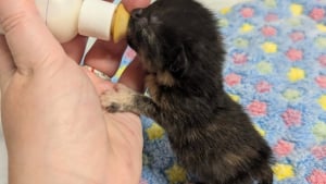 Illustration : Trouvé dans une flaque d’eau, un chaton de quelques jours avec un cœur de battant prend sa revanche sur la vie