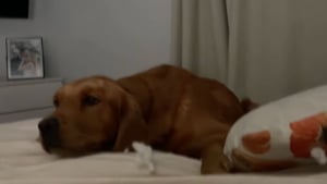 Illustration : Une fois adoptée, cette chienne qui n'avait jamais connu le confort d'un lit instaure un petit rituel du soir (vidéo)