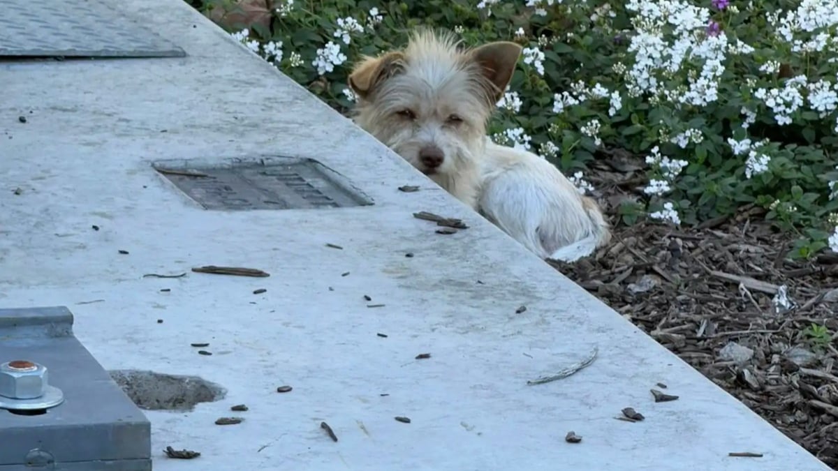 Illustration : "Un petit chien suit les clients d'un concessionnaire automobile dans l'espoir de trouver la famille de ses rêves"