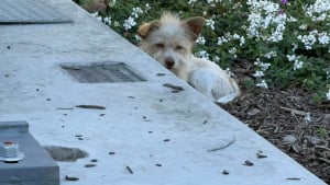 Illustration : "Un petit chien suit les clients d'un concessionnaire automobile dans l'espoir de trouver la famille de ses rêves"