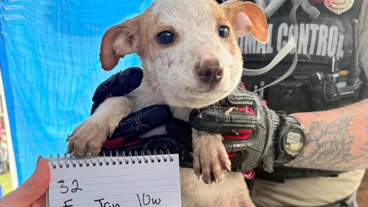 Illustration : "Un refuge qui cherchait des familles pour 33 chiens maltraités fait une annonce réjouissante 7 mois plus tard"