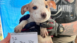 Illustration : Un refuge qui cherchait des familles pour 33 chiens maltraités fait une annonce réjouissante 7 mois plus tard