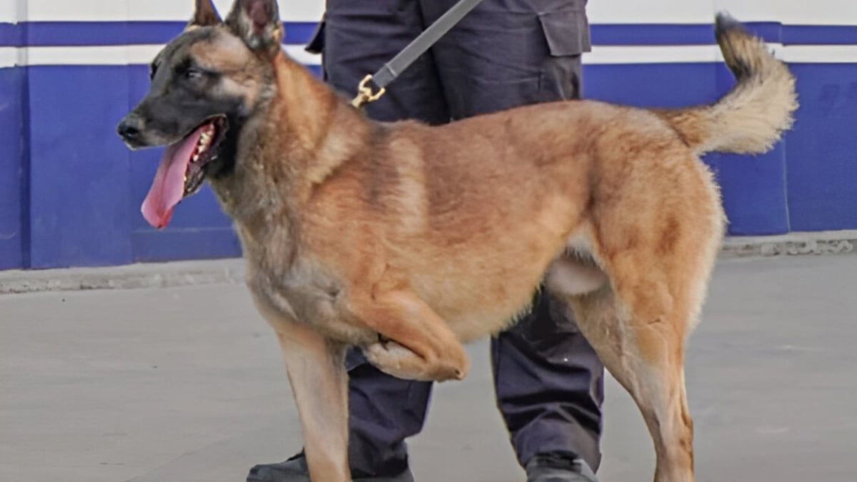 Illustration : "En remarquant le chiot à 3 pattes qui imitait ses semblables en formation, un maître-chien de la police décide de croire en lui"