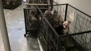 Illustration : "En entrant chez un couple qui faisait tout pour dissimuler son élevage illégal, les policiers sauvent 27 chiens affamés et enfermés dans l'obscurité"