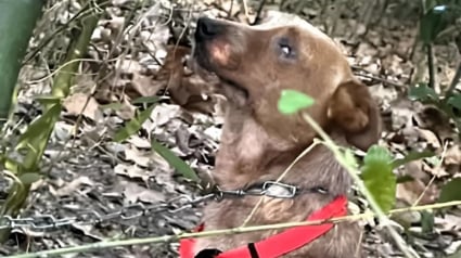 Illustration : Intrigu&eacute;s par des g&eacute;missements, des enfants s&rsquo;aventurent entre les arbres o&ugrave; ils d&eacute;couvrent un chien borgne et encha&icirc;n&eacute; avec le regard plein d'espoir
