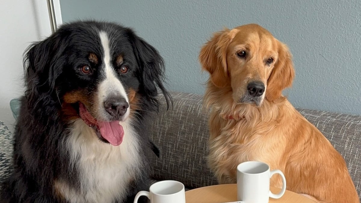 Illustration : "Un Bouvier Bernois sauve sa soeur de coeur d'une attaque de coyote, elle le protège à son tour un an plus tard"