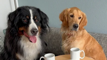 Illustration : Un Bouvier Bernois sauve sa soeur de coeur d'une attaque de coyote, elle le prot&egrave;ge &agrave; son tour un an plus tard