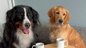 Illustration : Un Bouvier Bernois sauve sa soeur de coeur d'une attaque de coyote, elle le protège à son tour un an plus tard