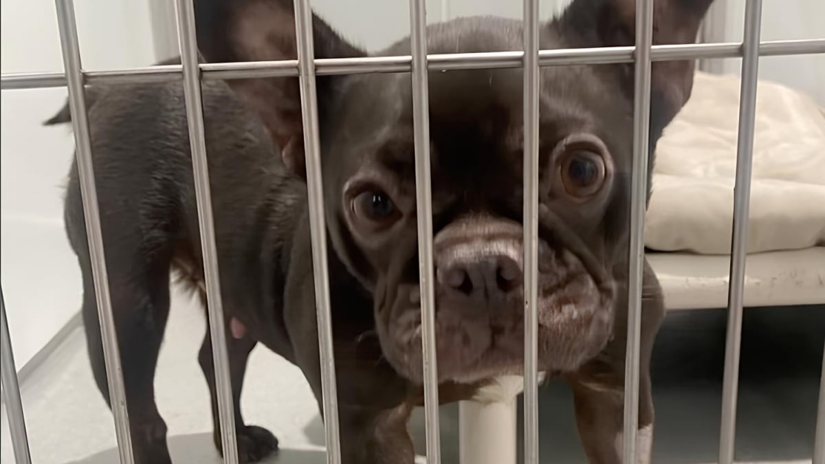 Illustration : "Un Bouledogue Français arrive au refuge dans un état alarmant, 8600 € sont nécessaires pour l'opérer (vidéo)"