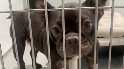 Illustration : Un Bouledogue Fran&ccedil;ais arrive au refuge dans un &eacute;tat alarmant, 8600 &euro; sont n&eacute;cessaires pour l'op&eacute;rer (vid&eacute;o)