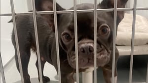 Illustration : "Un Bouledogue Français arrive au refuge dans un état alarmant, 8600 € sont nécessaires pour l'opérer (vidéo)"