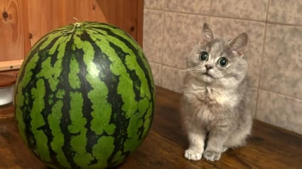 Illustration : Elle pensait adopter un chaton ordinaire, mais d&eacute;couvre des mois plus tard qu&rsquo;il est unique en son genre (vid&eacute;o)