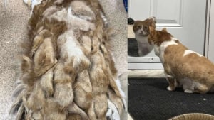 Illustration : Un chat en surpoids et maintenu à l’écart par sa famille révèle une fourrure si emmêlée que chaque pas devient un exploit