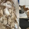 Illustration : Un chat en surpoids et maintenu &agrave; l&rsquo;&eacute;cart par sa famille r&eacute;v&egrave;le une fourrure si emm&ecirc;l&eacute;e que chaque pas devient un exploit