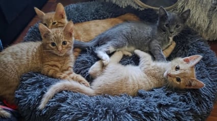 Illustration : D&eacute;couvrant une chatte errante qui met bas dans leur jardin, ils recueillent ses 4 chatons apeur&eacute;s et une tendre confiance s&rsquo;installe