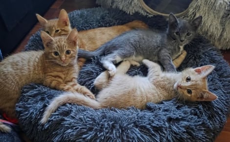 Découvrant une chatte errante qui met bas dans leur jardin, ils recueillent ses 4 chatons apeurés et une tendre confiance s’installe