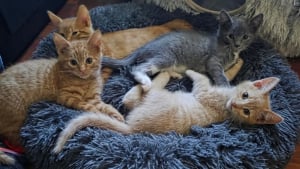 Illustration : Découvrant une chatte errante qui met bas dans leur jardin, ils recueillent ses 4 chatons apeurés et une tendre confiance s’installe