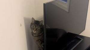 Illustration : « Je n'en reviens pas de son intelligence », ce chat a l’habitude de demander à son adoptante d’allumer la télévision (vidéo)
