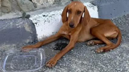 Illustration : Invisible aux yeux des passants, cette chienne tremblante de peur pr&egrave;s de la route d&eacute;couvre la bienveillance de ses sauveurs