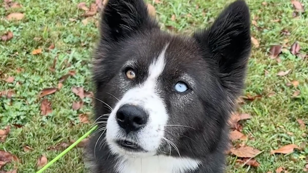 Illustration : "« Au 748e jour, toujours en attente de sa famille », cette chienne qui a grandi au refuge reçoit une nouvelle inespérée (vidéo)"