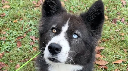Illustration : &laquo; Au 748e jour, toujours en attente de sa famille &raquo;, cette chienne qui a grandi au refuge re&ccedil;oit une nouvelle inesp&eacute;r&eacute;e (vid&eacute;o)