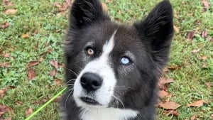 Illustration : « Au 748e jour, toujours en attente de sa famille », cette chienne qui a grandi au refuge reçoit une nouvelle inespérée (vidéo)