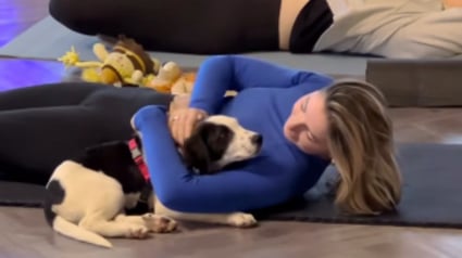 Illustration : Un chiot choisit une &eacute;l&egrave;ve pendant un cours de yoga, cette rencontre pleine de tendresse change leurs vies