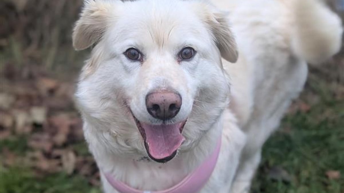 Illustration : "Trouvée attachée avec une lourde chaîne enroulée autour du cou, cette chienne rattrape le temps perdu et profite de l'amour de ses sauveurs"