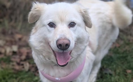 Trouvée attachée avec une lourde chaîne enroulée autour du cou, cette chienne rattrape le temps perdu et profite de l'amour de ses sauveurs