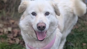 Illustration : "Trouvée attachée avec une lourde chaîne enroulée autour du cou, cette chienne rattrape le temps perdu et profite de l'amour de ses sauveurs"
