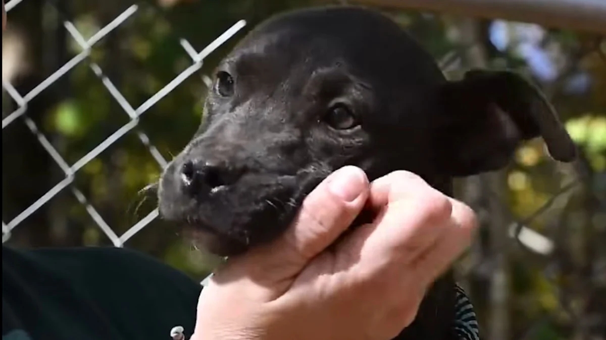 Illustration : "Après avoir servi pour les combats canins et vécu dans des conditions terribles, 47 chiens découvrent l'amour auprès d'humains bienveillants"