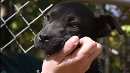 Illustration : Apr&egrave;s avoir servi pour les combats canins et v&eacute;cu dans des conditions terribles, 47 chiens d&eacute;couvrent l'amour aupr&egrave;s d'humains bienveillants
