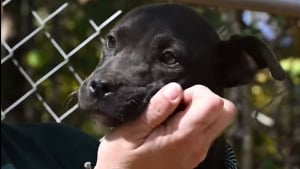 Illustration : "Après avoir servi pour les combats canins et vécu dans des conditions terribles, 47 chiens découvrent l'amour auprès d'humains bienveillants"