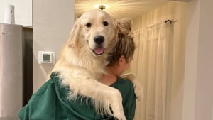 Illustration : « Je suis sûre qu'il s'en est souvenu », ce chien explose de joie en retrouvant le terrain de jeux préféré de sa jeunesse (vidéo)