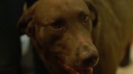 Illustration : Une femme s'effondre dans sa salle de bain, son chien met toute la famille en alerte pour la sauver