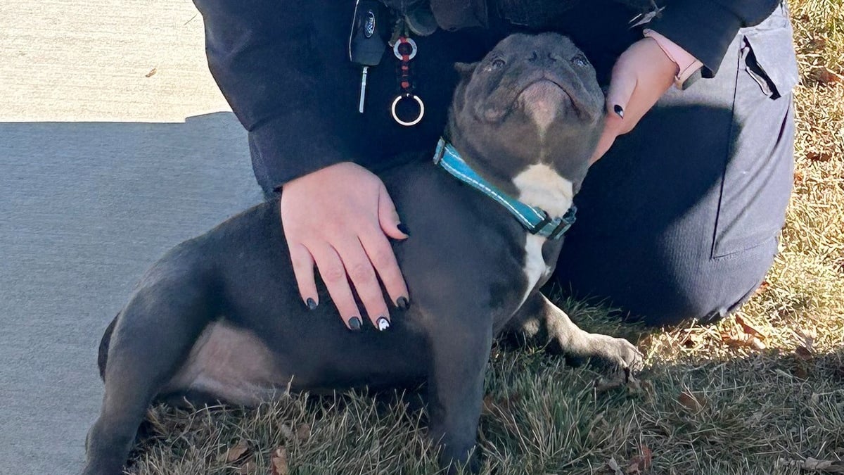 Illustration : "Après l'enlèvement d'un chiot American Bully, une piste floue sur des images de vidéosurveillance relancent l'espoir au sein de la famille"